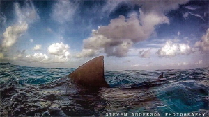 Find up for sharks! Good morning Tiger Beach! by Steven Anderson 